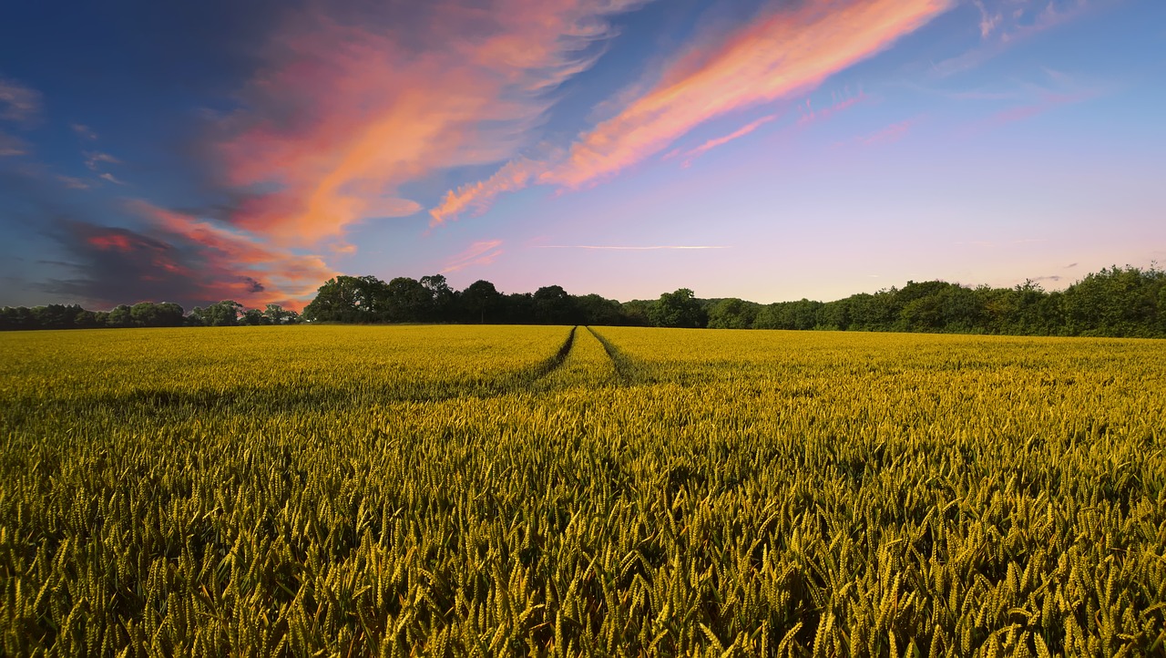 countryside, harvest, agriculture-2326787.jpg